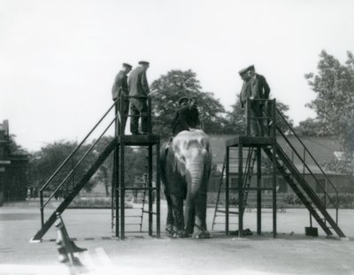 Syed Ali training Indiarani, while other staff and keepers look on, London Zoo, June 1922 by Frederick William Bond